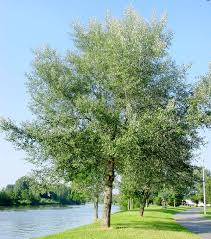 Attēlu rezultāti vaicājumam “Populus alba”