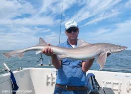 Image result for Mustelus asterias