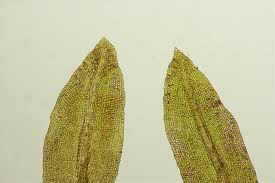 Attēlu rezultāti vaicājumam “Barbula convoluta”