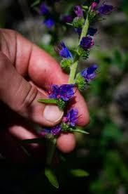 Attēlu rezultāti vaicājumam “Echium vulgare”