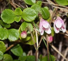 Attēlu rezultāti vaicājumam “Linnaea borealis leaf”