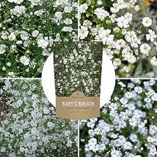 Attēlu rezultāti vaicājumam “Gypsophila fastigiata bud”