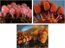 Attēlu rezultāti vaicājumam “myxomicetes”