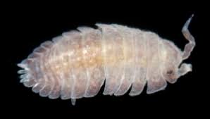 Attēlu rezultāti vaicājumam “Oniscoidea”