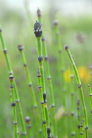 Attēlu rezultāti vaicājumam “Equisetum variegatum”