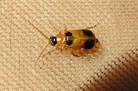 Attēlu rezultāti vaicājumam “Phyllobrotica quadrimaculata”