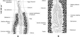 Image result for Diplodus capensis