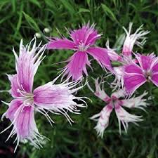 Image result for Dianthus superbus