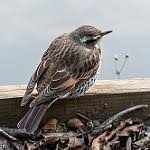 Image result for Turdus naumanni