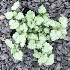 Attēlu rezultāti vaicājumam “Lamium maculatum leaf”