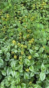 Attēlu rezultāti vaicājumam “Lamiastrum galeobdolon bud”