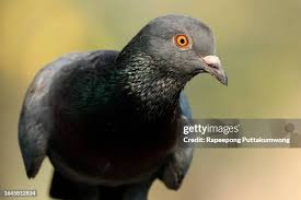 Attēlu rezultāti vaicājumam “Columba livia f. domestica adult”