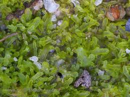 Attēlu rezultāti vaicājumam “Riccardia palmata”