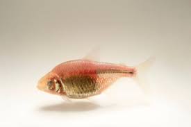 Attēlu rezultāti vaicājumam “Tetratoma ancora”