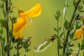 Image result for Cytisus scoparius
