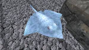 Image result for Amblyraja hyperborea