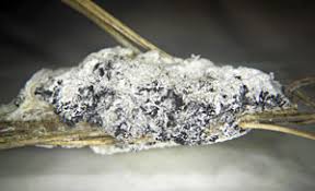 Attēlu rezultāti vaicājumam “Didymium spongiosum var. dictyospora spores”