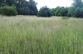 Attēlu rezultāti vaicājumam “Arrhenatherum elatius”