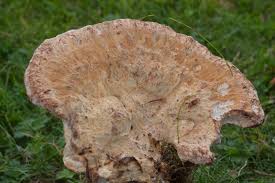 Attēlu rezultāti vaicājumam “Postia guttulata”