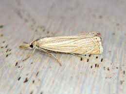 Attēlu rezultāti vaicājumam “Chrysoteuchia culmella”