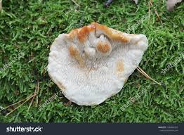 Attēlu rezultāti vaicājumam “Postia fragilis”