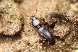 Attēlu rezultāti vaicājumam “Clivina fossor”