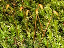 Attēlu rezultāti vaicājumam “Plagiomnium cuspidatum sporophyte”