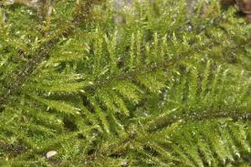 Attēlu rezultāti vaicājumam “Cratoneuron filicinum”