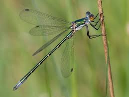 Attēlu rezultāti vaicājumam “Lestes dryas male”
