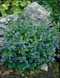Attēlu rezultāti vaicājumam “Pulmonaria saccharata leaf”