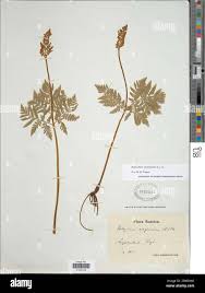 Attēlu rezultāti vaicājumam “Botrychium virginianum”