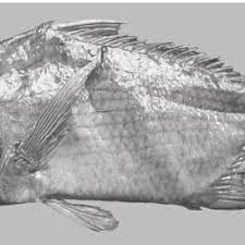 Image result for Eugerres plumieri