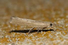 Attēlu rezultāti vaicājumam “Pediasia contaminella”