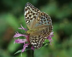 Attēlu rezultāti vaicājumam “Argynnis laodice underside”