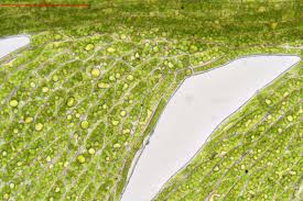 Attēlu rezultāti vaicājumam “Schistostega pennata”