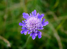 Attēlu rezultāti vaicājumam “Knautia arvensis flower”