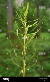 Attēlu rezultāti vaicājumam “Polygonatum verticillatum bud”