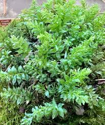 Attēlu rezultāti vaicājumam “Plagiomnium affine sporophyte”