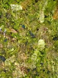 Attēlu rezultāti vaicājumam “Mniaecia jungermanniae”