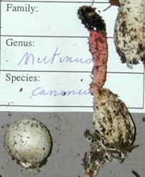 Attēlu rezultāti vaicājumam “Mutinus caninus”