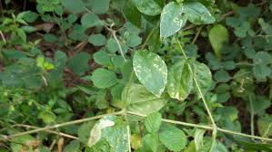 Attēlu rezultāti vaicājumam “Silene baccifera leaf”