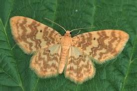 Attēlu rezultāti vaicājumam “Hydrelia flammeolaria”