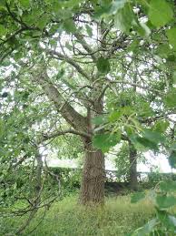 Attēlu rezultāti vaicājumam “Populus x canescens leaf”