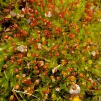Attēlu rezultāti vaicājumam “Tortula truncata sporophyte”
