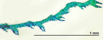 Attēlu rezultāti vaicājumam “Cephalozia catenulata”