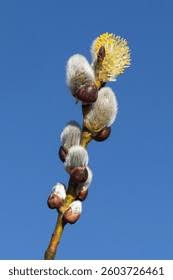 Attēlu rezultāti vaicājumam “Salix cinerea male flower”