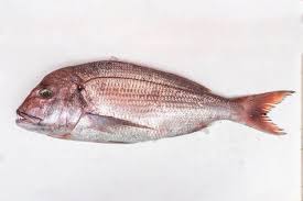 Image result for Pagrus pagrus