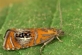 Attēlu rezultāti vaicājumam “Olethreutes arcuella”