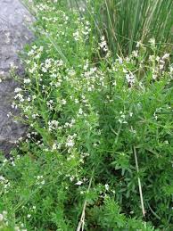 Attēlu rezultāti vaicājumam “Galium boreale leaf”