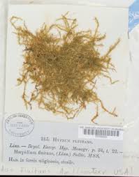 Attēlu rezultāti vaicājumam “Warnstorfia fluitans”